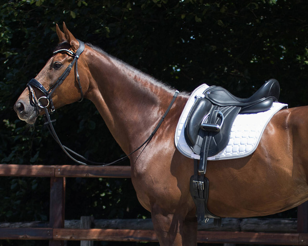 Popręg ujeżdżeniowy QHP Anatomical