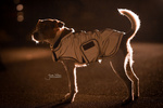 Derka dla psa Kentucky Dogwear Reflective&Water Repellent