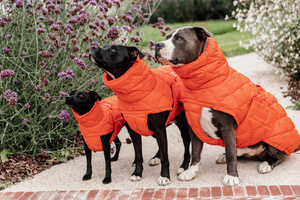 Derka dla psa Kentucky Dogwear Winter Pina