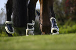 Ochraniacze przednie Veredus Carbon Gel Absolute Save The Sheep