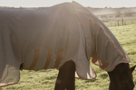 Derka siatkowa przeciw owadom z kapturem i osłoną brzucha Kentucky Horsewear Mesh Fly Rug Comfort Classic