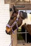 Kantar dla konia Kentucky Horsewear Velvet