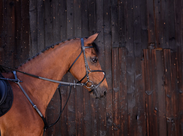 Wytok Riding World