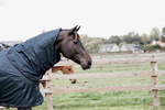 Derka siatkowa przeciw owadom z wodoodpornym grzbietem Kentucky Horsewear Waterproof Combo Fly Rug Classic
