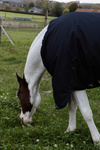Derka padokowa Kentucky Horsewear Comfort 100g