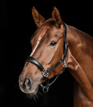 Kantar skórzany Waldhausen Anatomic