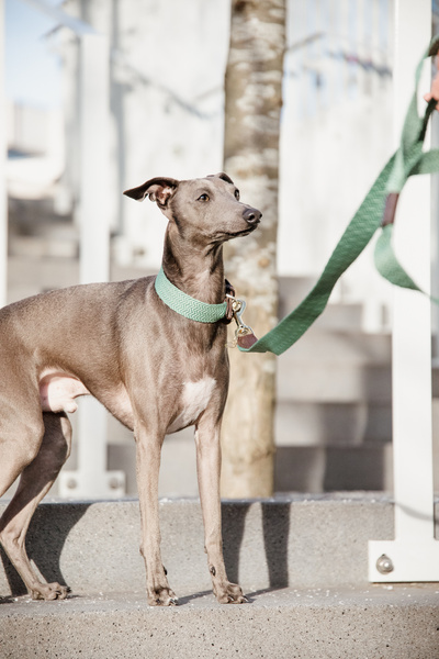 Obroża dla psa Kentucky Dogwear Jacquard