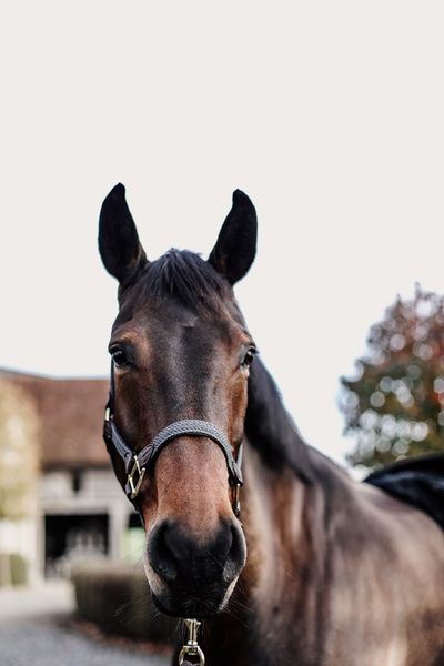 Kantar dla konia Kentucky Horsewear Plaited Nylon