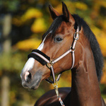 Kantar z futerkiem Kavalkade Gretchen