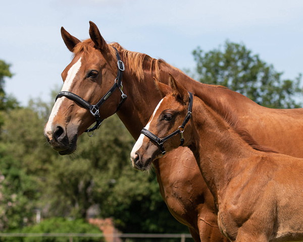 Kantar dla źrebaka QHP Lupine