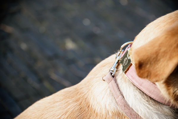 Obroża dla psa Kentucky Dogwear Velvet