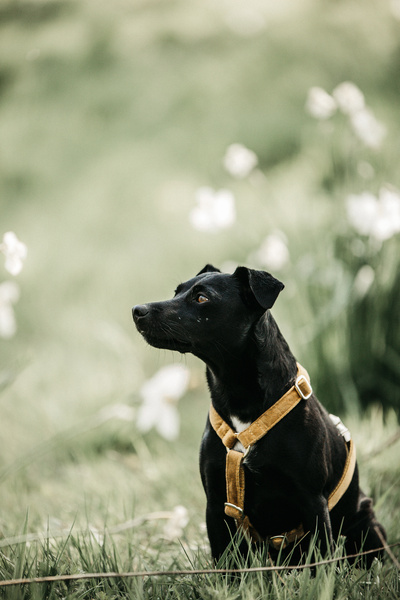 Szelki dla psa Kentucky Dogwear Loop Velvet