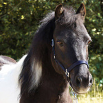 Kantar Kavalkade Shetty 