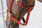 Kantar bezpieczny Kentucky Horsewear Breakaway