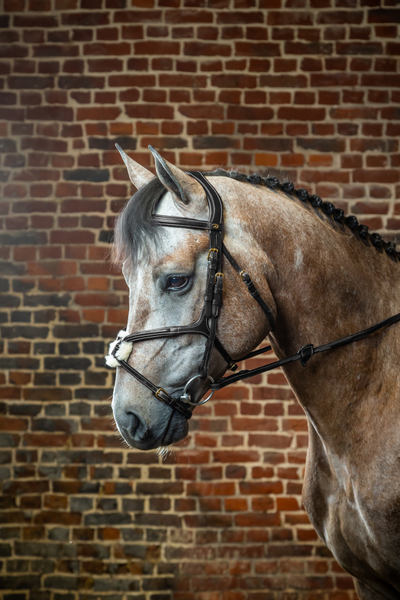 Ogłowie z nachrapnikiem meksykańskim Dy'on D Collection DYAAAC