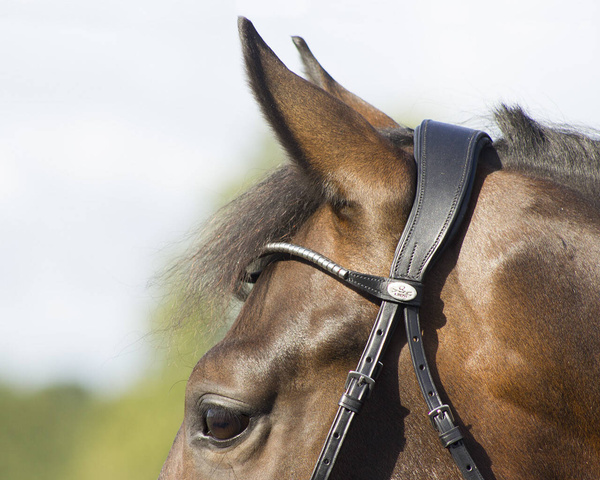 Ogłowie z nachrapnikiem minimalizującym nacisk QHP Sedna