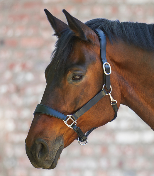 Kantar skórzany Waldhausen Anatomic