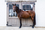 Ochraniacze tylne Kentucky Horsewear Turnout Boots ProAir Short