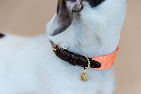 Obroża dla psa Kentucky Dogwear Jacquard