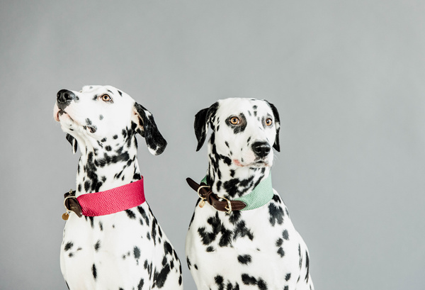 Obroża dla psa Kentucky Dogwear Jacquard