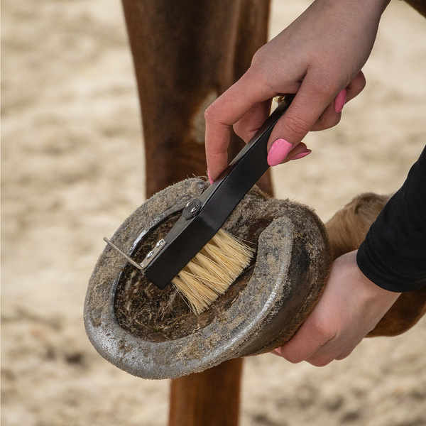 Zestaw do czyszczenia konia QHP Royal