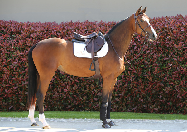 Podkładka pod siodło Kentucky Horsewear Half Pad Anatomic Absorb