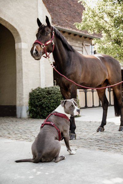 Szelki dla psa Kentucky Dogwear Active Velvet