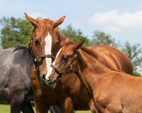 Kantar skórzany QHP Lupine