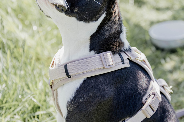 Szelki dla psa Kentucky Dogwear Active Velvet