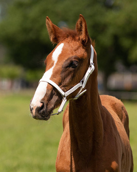Kantar skórzany dla źrebaka QHP Chico