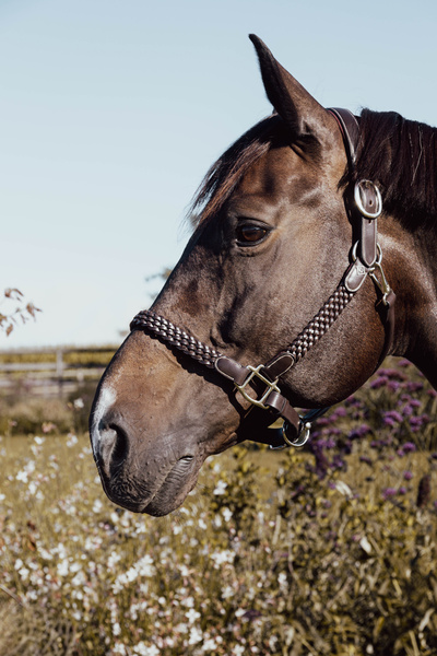 Kantar skórzany Dy'on Working Collection Plaited WO09D