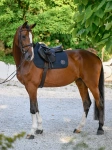 Czaprak wszechstronny TOMMY HILFIGER EQUESTRIAN