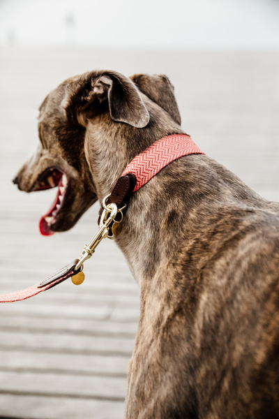 Obroża dla psa Kentucky Dogwear Jacquard