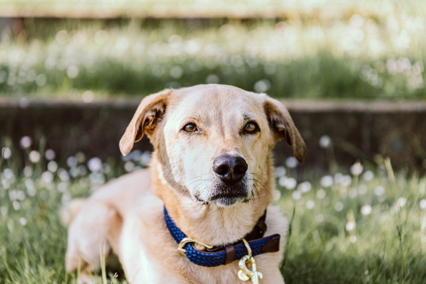 Obroża dla psa Kentucky Dogwear Plaited Nylon