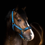 Kantar Stübben Reflecting