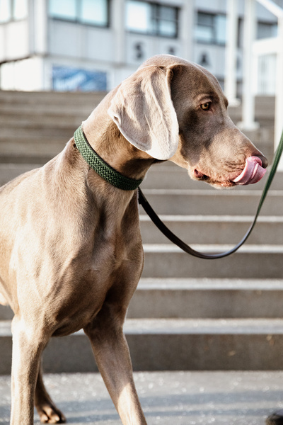 Smycz dla psa Kentucky Dogwear Plaited Nylon - 120 cm