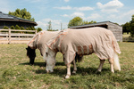 Derka siatkowa przeciw owadom z kapturem dla kucyków Kentucky Horsewear Mesh Fly Rug Comfort