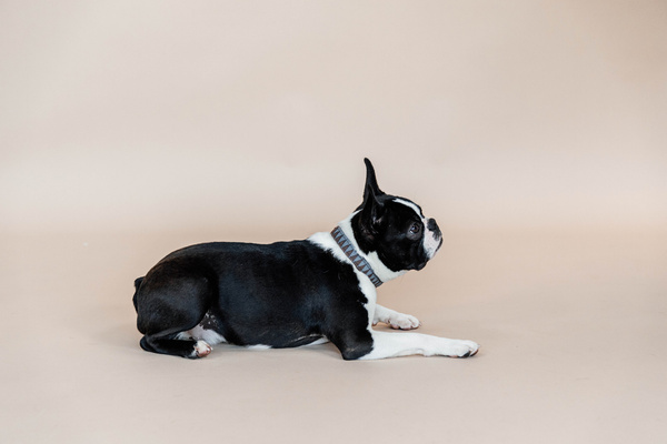 Obroża dla psa Kentucky Dogwear Triangle