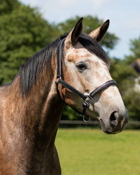 Kantar skórzany QHP Lupine