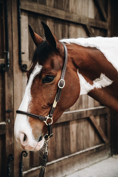 Kantar pielęgnacyjny ze skóry syntetycznej Kentucky Horsewear Leather Grooming Halter