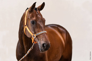 Kantar Schockemöhle Sports Memphis