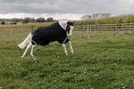 Derka padokowa Kentucky Horsewear Comfort 0g