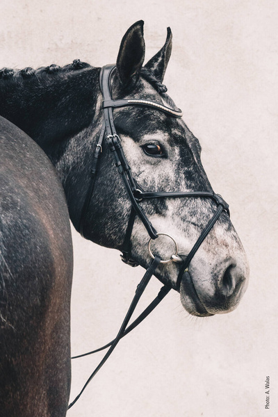 Ogłowie z nachrapnikiem meksykańskim Schockemöhle Sports Rio Select