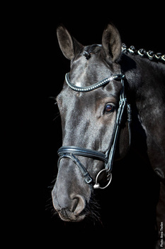 Ogłowie z nachrapnikiem kombinowanym Schockemöhle Sports Rome Select