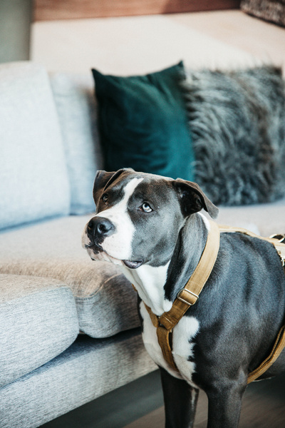 Szelki dla psa Kentucky Dogwear Loop Velvet