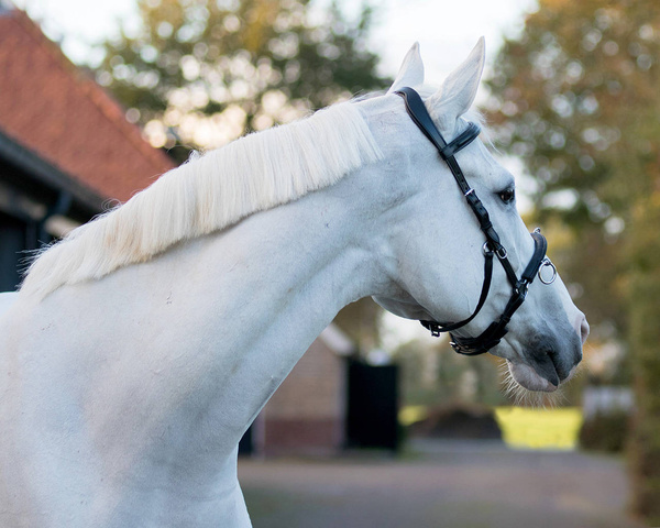 Kawecan skórzany QHP