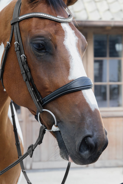 Nachrapnik anatomiczny Dy'on US Collection US041