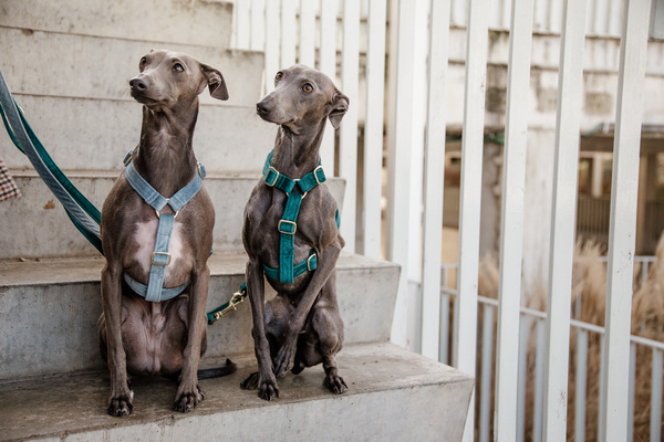 Szelki dla psa Kentucky Dogwear Loop Velvet