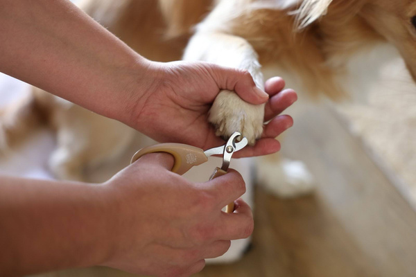 Nożyczki do pazurów dla zwierząt domowych Magic Brush