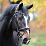 Ogłowie z nachrapnikiem szwedzkim Kavalkade Charlotte